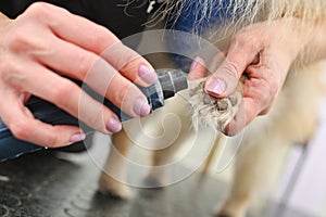 A groomer or veterinarian grinds the claws of a dog in close-up.