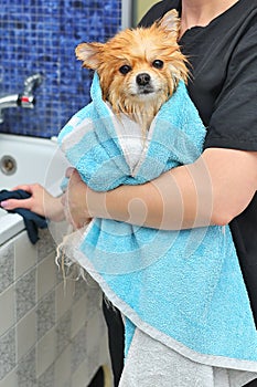 groomer wipes a Pomeranian dog with a blue towel after bathing and spa treatments in a specialized pet salon.