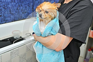groomer wipes a Pomeranian dog with a blue towel after bathing and spa treatments in a specialized pet salon.