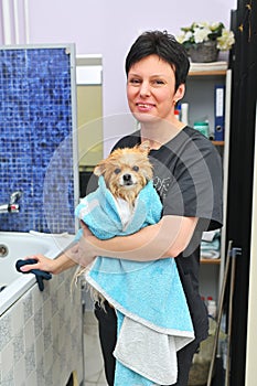 groomer wipes a Pomeranian dog with a blue towel after bathing and spa treatments in a specialized pet salon.