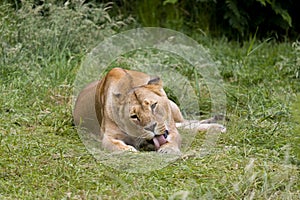 Grooming African lioness