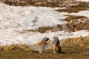 Grooming alpine marmots