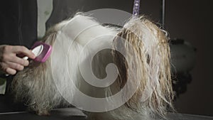 Grooming, beauty salon for animals. The Master Groomist is combing the Shih Tzu Dog. Professional comb for pets. Combs