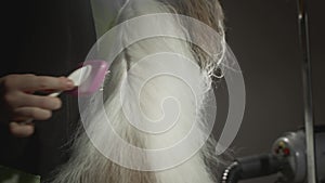 Grooming, beauty salon for animals. The Master Groomist is combing the Shih Tzu Dog. Professional comb for pets. Combs