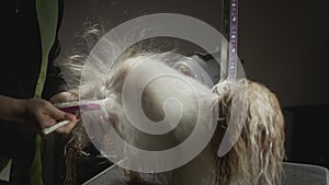 Grooming, beauty salon for animals. The Master Groomist is combing the Shih Tzu Dog. Professional comb for pets. Combs