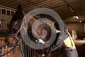 Grooming black horse in stable