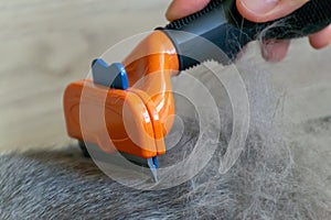 Grooming brushing gray pretty cute cat with a special brush for grooming. Pets care or allergy fur concept close up