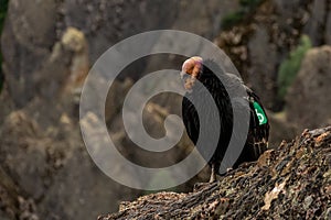 Grooming California Condor With Copy Space