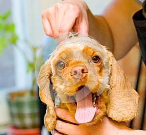 Grooming Cocker Spaniel dog