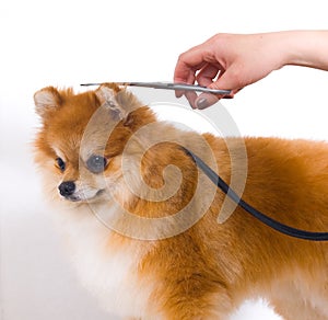 Grooming dog