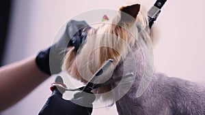 Grooming. Dog Gets Hair Cut At Pet Spa Salon Closeup