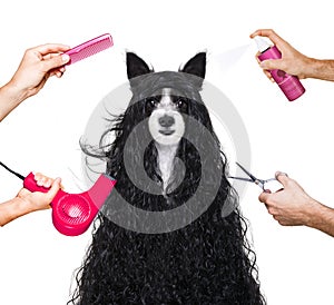 Grooming dog at the hairdressers