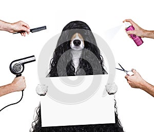 Grooming dog at the hairdressers