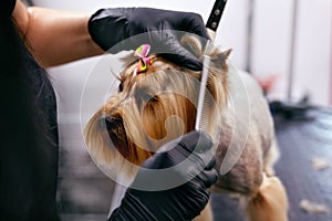 Grooming Dog. Pet Groomer Brushing Dog`s Hair With Comb At Salon