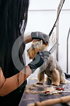 Grooming Dog. Pet Groomer Brushing Dog`s Hair With Comb At Salon