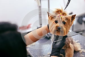 Grooming Dog. Pet Groomer Brushing Dog`s Hair With Comb At Salon photo