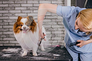 Grooming dog. pet groomer cuts spitz hair with scissors in groomers salon