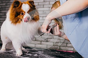 Grooming dog. pet groomer cuts spitz hair with scissors in groomers salon photo
