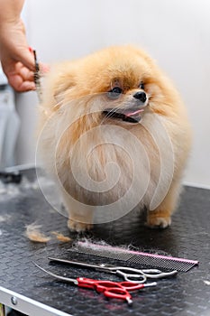 Grooming dogs Spitz Pomeranian in the cabin