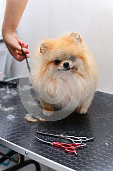 Grooming dogs Spitz Pomeranian in the cabin