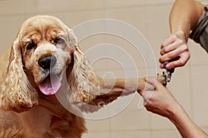 Grooming the hair of dog