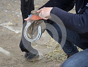 Grooming her horse