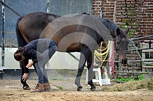 Grooming her horse