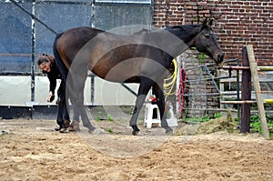 Grooming her horse