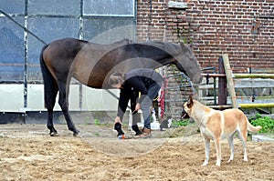 Grooming her horse