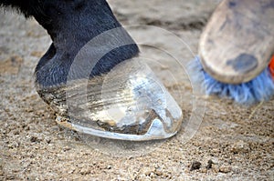 Grooming her horse