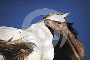 Grooming in the herd