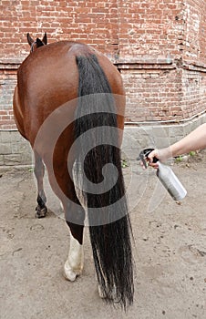 Grooming horse`s tail