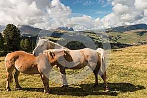 Grooming horses