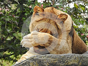 Grooming Lioness