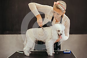 Cuidado pequeno el perro en cabello 