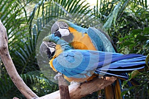 The Grooming Macaws