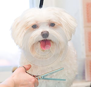 Grooming Maltese dog