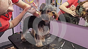 Grooming master shears a Yorkshire Terrier dog