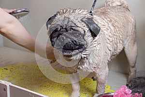 Grooming master washes a small beige pug