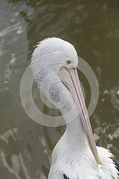 Grooming Pelican