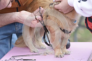 Grooming pets, salon. Groomer hands cut dog hair with scissors