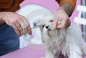 Grooming pets, salon. Groomer hands cut dog hair with scissors