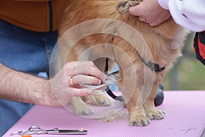 Grooming pets, salon. Groomer hands cut dog hair with scissors