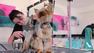 Grooming Salon. Dog Getting Hair Cut At Pet Spa Salon