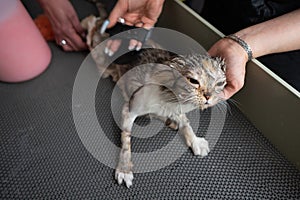 Grooming salon workers comb out a striped gray cat.