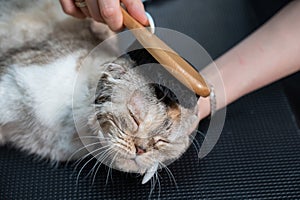 Grooming salon workers comb out a striped gray cat.