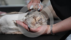 Grooming salon workers comb out a striped gray cat.