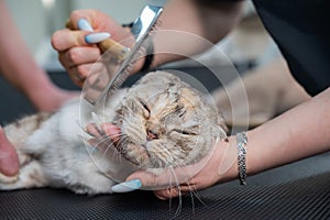 Grooming salon workers comb out a striped gray cat.