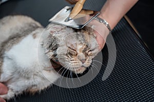 Grooming salon workers comb out a striped gray cat.