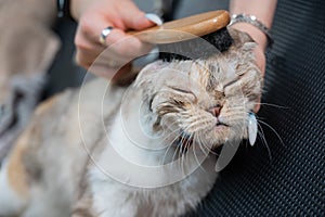 Grooming salon workers comb out a striped gray cat.